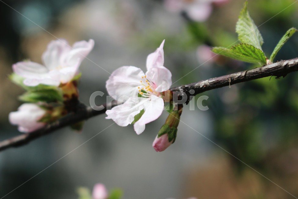 봄,꽃,벛꽃,분홍,접사,봄,계절,spring,season,식물,자연,plants,nature,꽃,flower,plant,blossom,cherry blossom,벚꽃