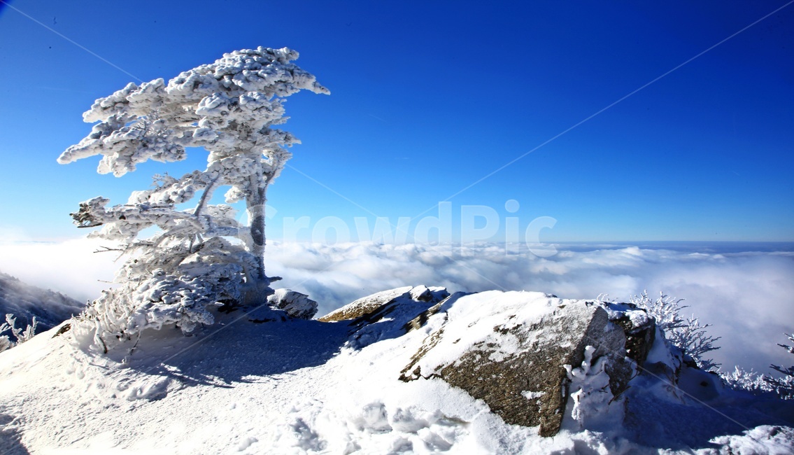 tree,나무,plant,식물,nature,자연,outdoors,옥외,ice,빙,snow,눈,mountain,산,mountainrange,산맥,상고대,무주,덕유산,덕유산설경,설경,설천봉,향적봉,중봉,덕유산국립공원,운해