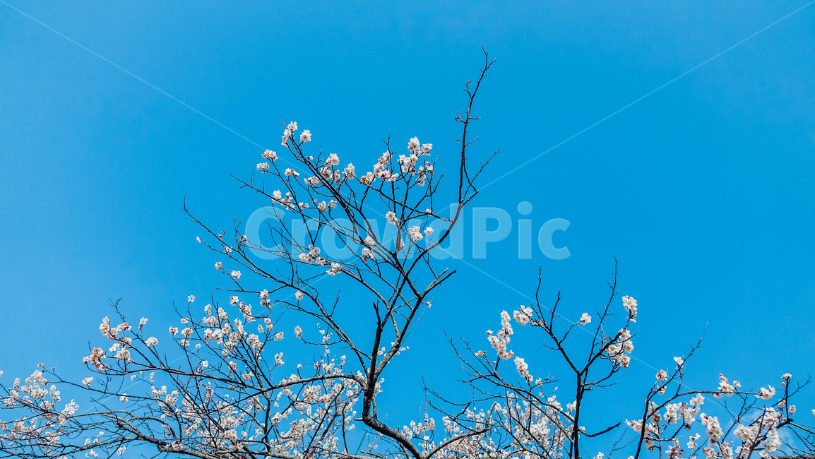 plant,식물,매화,매화꽃,꽃,꽃나무,매화나무,매화꽃나무,빛,봄,봄꽃,봄풍경,봄나무,매화축제,flower,blossom,nature,light,spring,식물,자연,plants,nature,꽃,flower