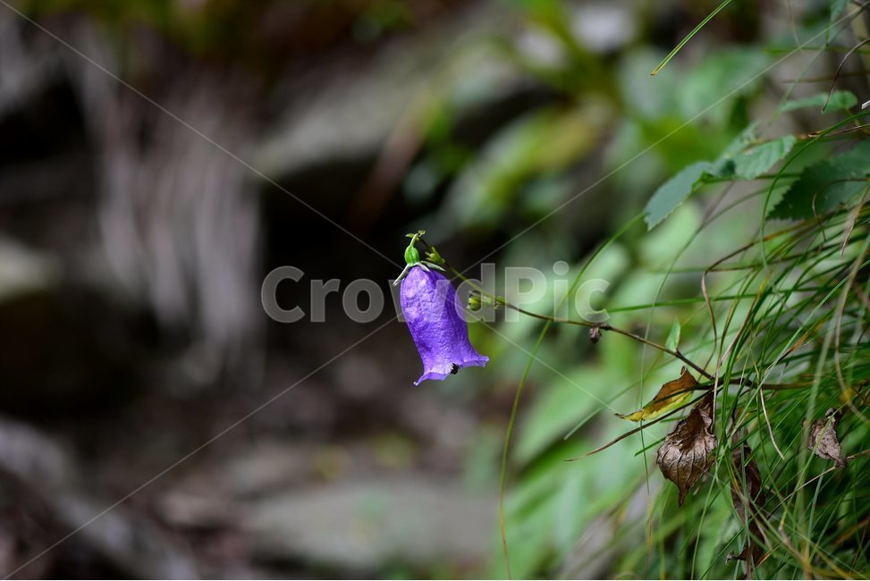 금강초롱꽃,야생화,식물,자연,꽃,생태,힐링,플라워,wildflower,flower,plants,nature,season,감성,느낌,emotion,feeling,여름,여러해살이풀,초롱꽃과,금강초록꽃속,자주색,식물,자연,plants,nature,꽃,flower