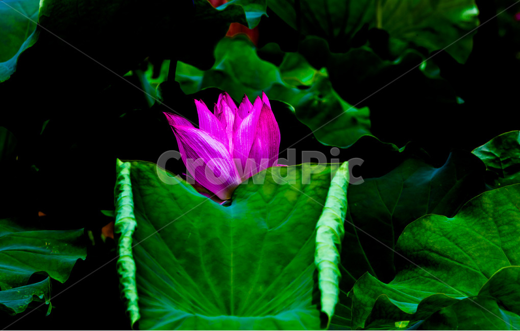 연꽃,연잎,문양,무늬,습지,식물,자연,plants,nature,꽃,flower
