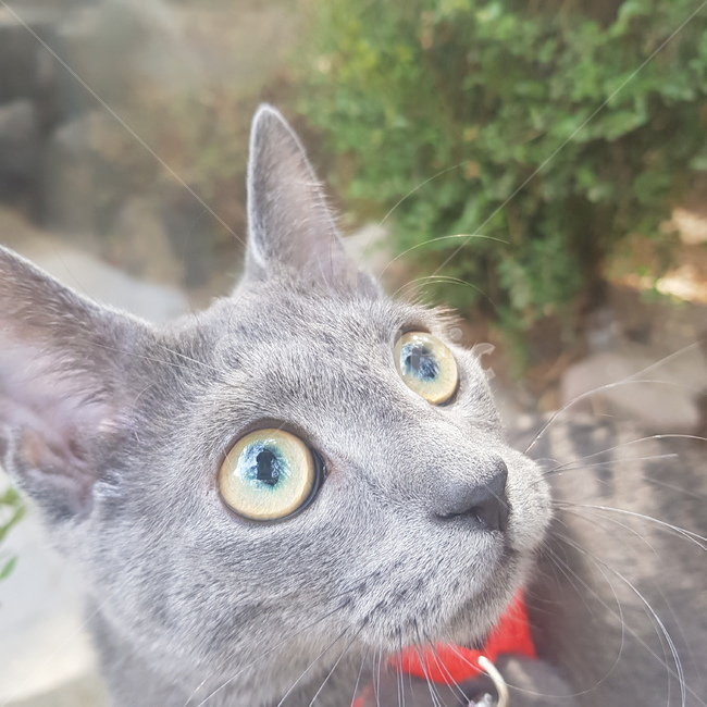 러시안블루,고양이,동물,반려동물,산책,동물,animal,포유류,mammal,고양이,cat,kitten,kitty