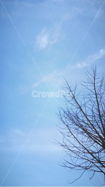 하늘,구름,나무,겨울,감성,blue,sky,tree