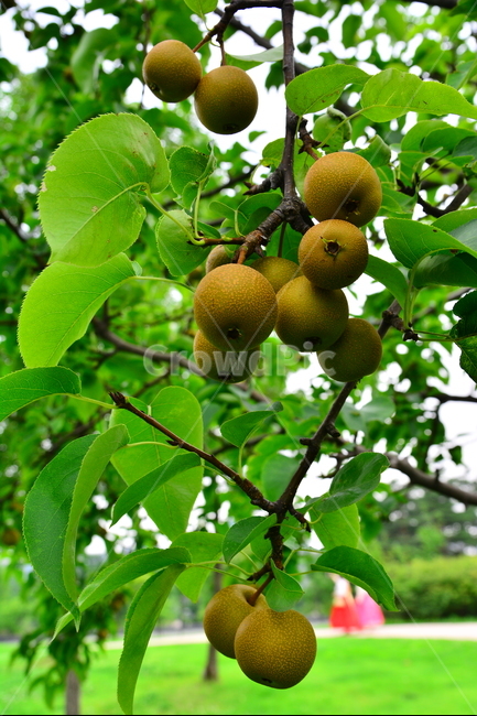 배,돌배,건강식품,귀한,토종,과일,나무열매,fruit,food,녹색,잘익은,그린,초록,pair,석세포,시원한맛,배즙,주스,수분,과수원,농원,토종배,식물,자연,plants,nature,음식,식재료,요리,food,cook,meal,dishes,food reserves,과일,열매,fruit