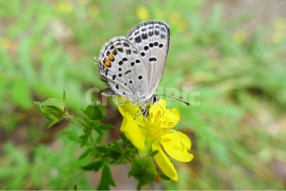 나비,꽃,자연,식물,곤충,식물,자연,plants,nature,꽃,flower,동물,animal,곤충,벌레,insect,bug