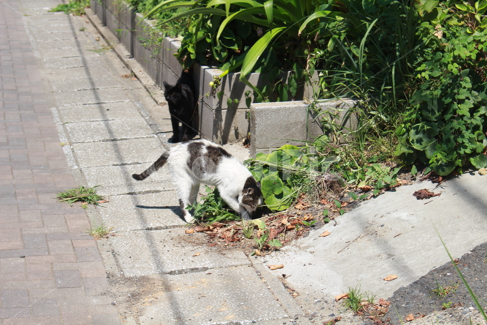 길고양이,고양이,거리,코숏,봄,여름,동물,animal,포유류,mammal,고양이,cat,kitten,kitty