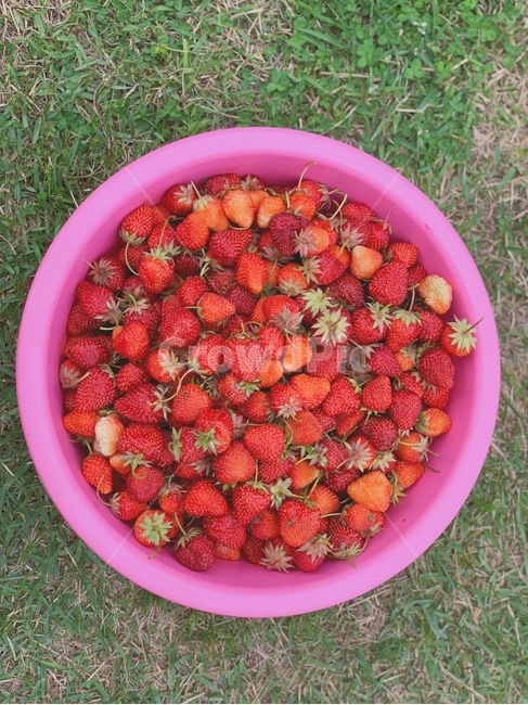 딸기,과일,바구니,fruit,strawberries