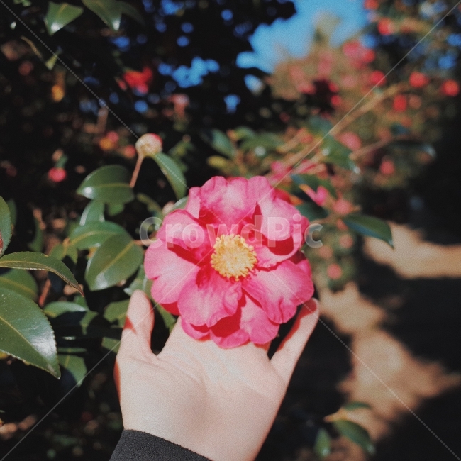 동백꽃,제주도,겨울,겨울꽃,flower,감성,감성사진,nature,plants,jejudo,여행,손,식물,자연,plants,nature,꽃,flower,감성,sensible,feeling