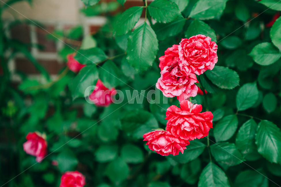 꽃,장미,붉은,빨간,아름다운,5월,자연,식물,꽃잎,잎파리,flower,rose,햇살,햇빛,햇볕,식물,자연,plants,nature,꽃,flower