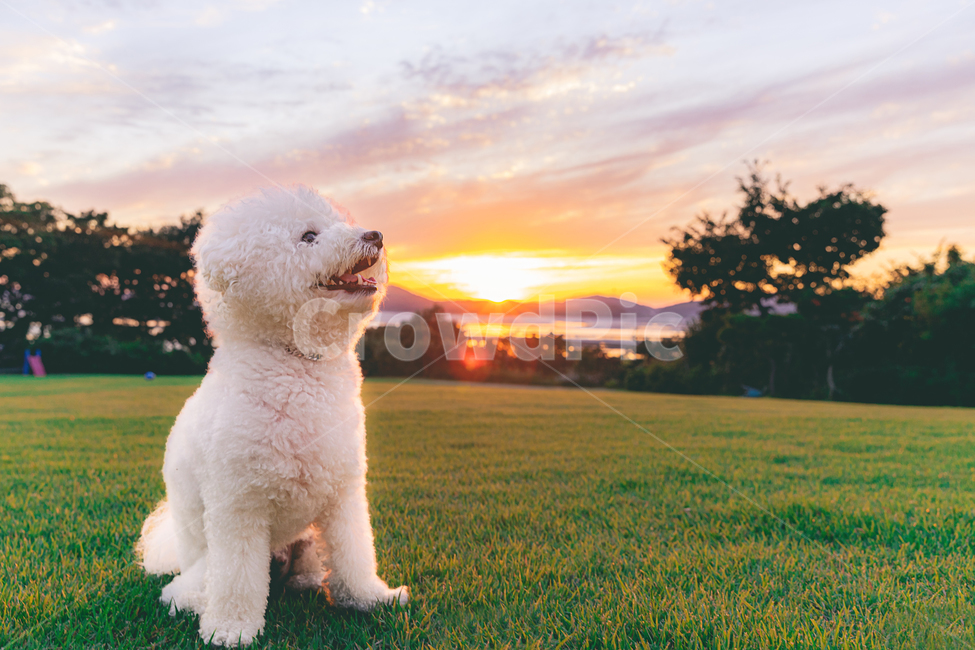 강아지,멍멍이,반려동물,비숑,댕댕이,sunset,노을,공원,동물,animal,포유류,mammal,개,강아지,dog,doggy