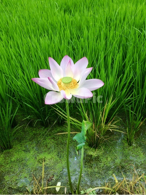 꽃,여름,연꽃,시흥,관곡지,나홀로,꽃잎,식물,자연,plants,nature,꽃,flower
