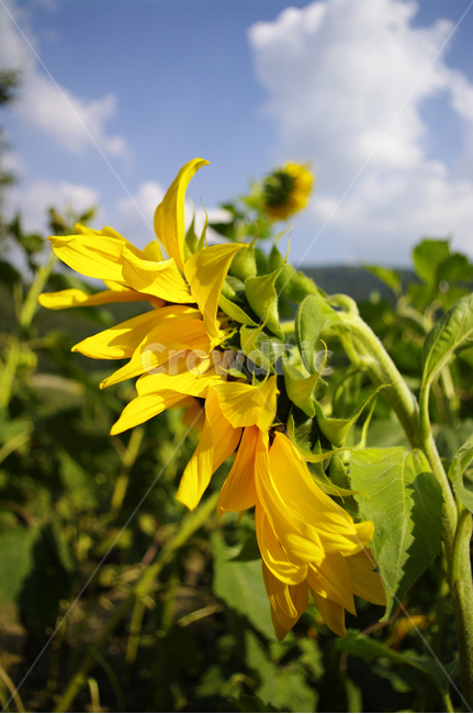 해바라기,꽃,식물,flower,plant