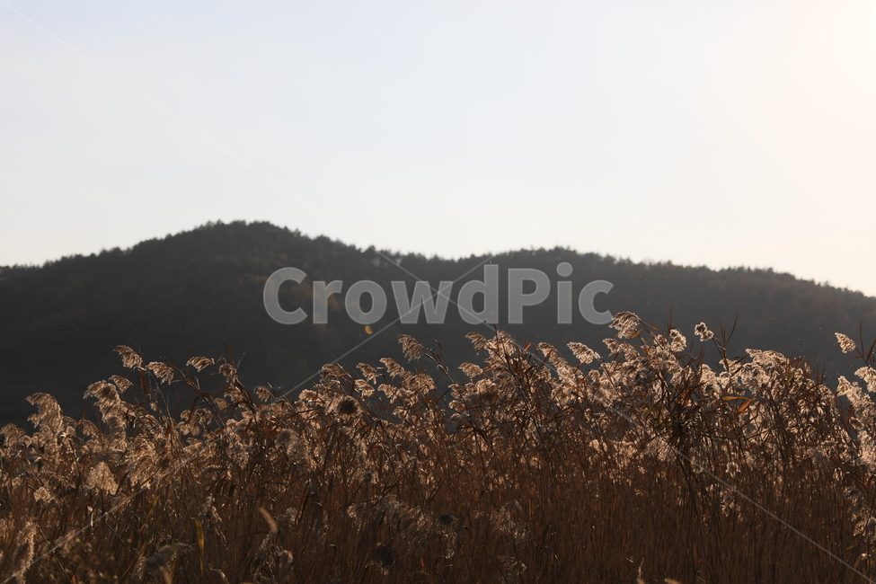 여수가사리,갈대,습지,가을,풍경,가을,계절,fall,autumn,season,자연,풍경,nature,landscape,plant,식물,grass,잔디,lawn,reed
