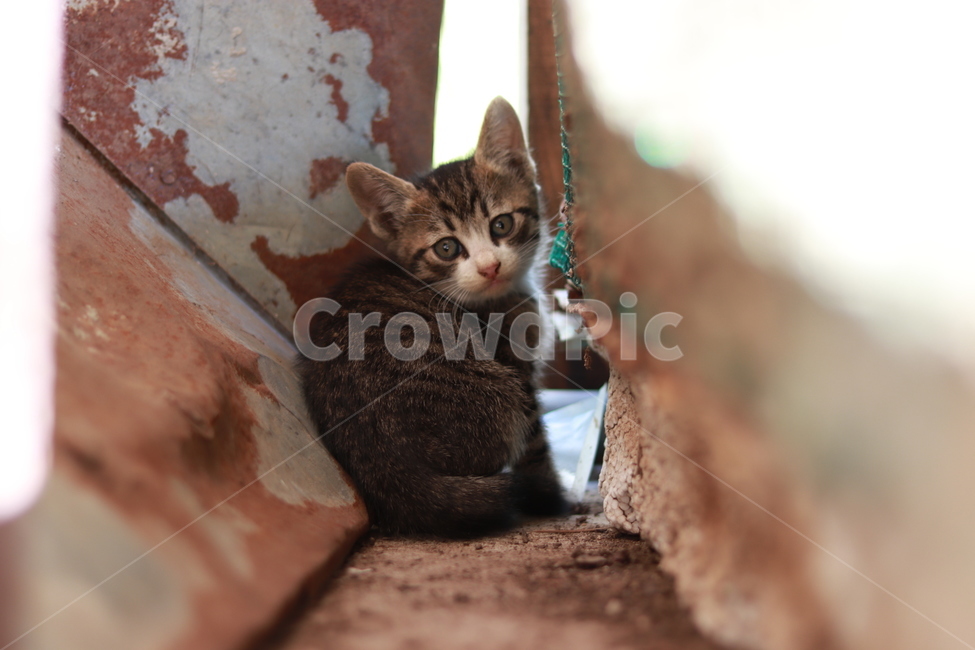 고양이,감성,고화질,귀여운,자연,동물,animal,포유류,mammal,고양이,cat,kitten,kitty