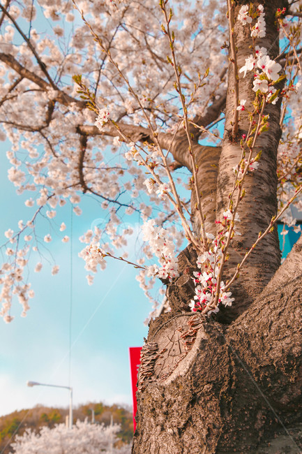 봄,벚꽃,감성사진,자연,계절,spring,꽃,season,벚꽃길,금오산,봄,계절,spring,season,꽃,flower,plant,식물