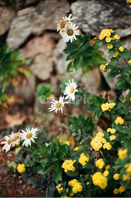 들꽃,꽃,데이지,daisy,flower,자연,낮,day,film,필름,국화,오후