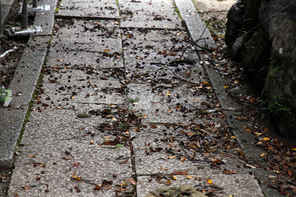 자연,도토리,acorns,다람쥐밥,열매,nature,fall,가을,도토리열매,길,가을길