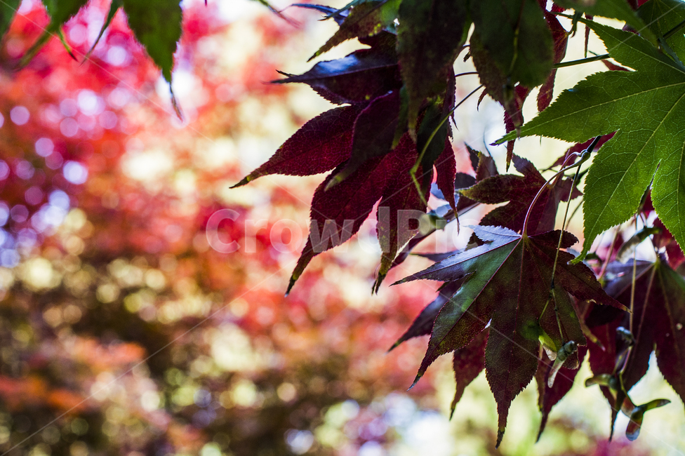 자연,단풍나무,가을,아웃포커싱,접사,가을,계절,fall,autumn,season,식물,자연,plants,nature,plant,leaf,잎,tree,나무,maple,단풍