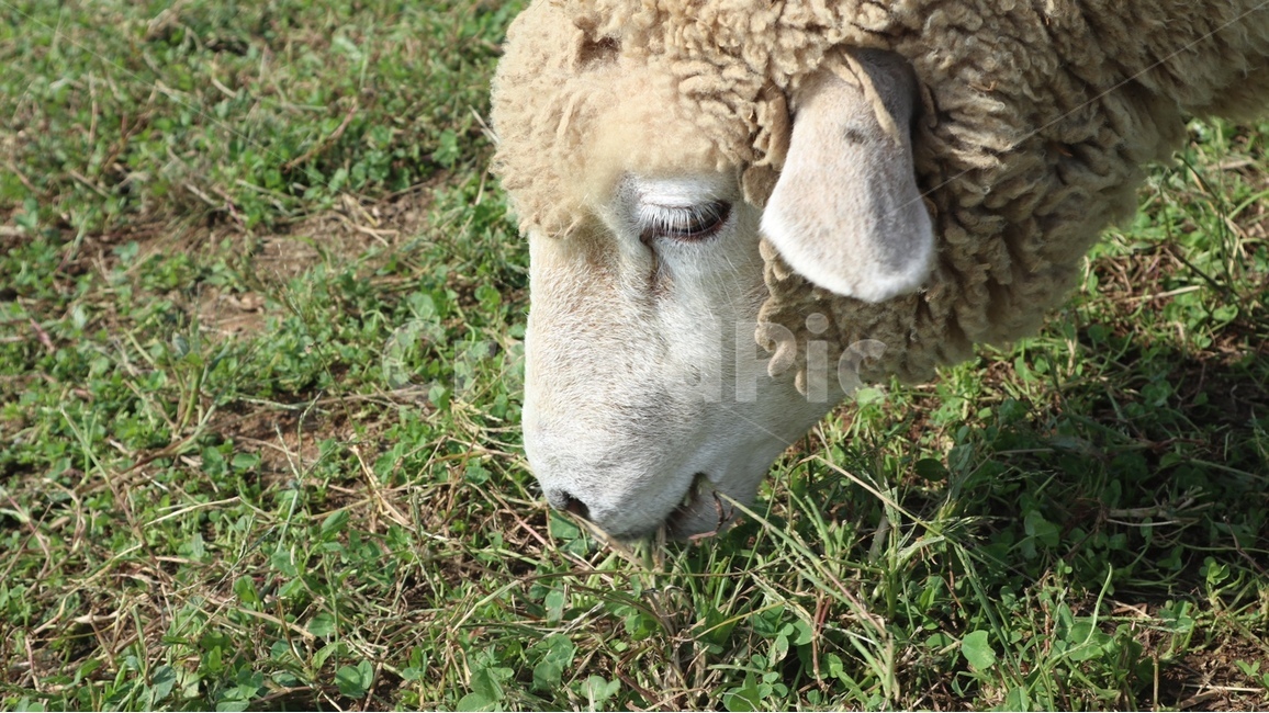 양,sheep,동물,animal,mammal,포유류,목장,동물,animal,포유류,mammal