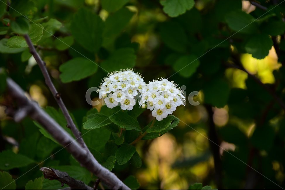설악조팝나무,야생화,꽃,식물,자연,생태,플라워,flower,plants,nature,식물,자연,plants,nature,꽃,flower