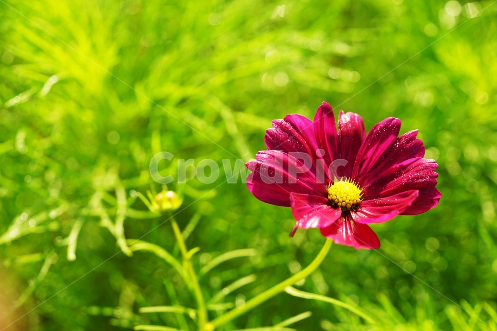 코스모스,꽃,식물,아침이슬,가을,가을,계절,fall,autumn,season,식물,자연,plants,nature,꽃,flower,plant,daisy,데이지,blossom,daisies,petal,꽃잎