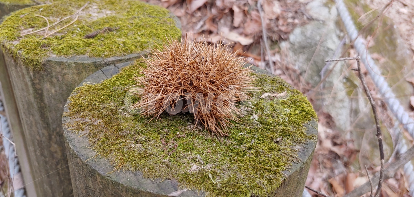 plant,식물,moss,이끼,vegetation,초목,밤송이,방,가시,낙엽,자연