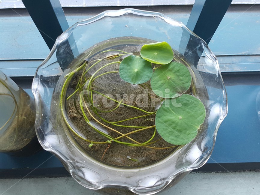 연꽃,관찰학습,성장,가습,인테리어,실내용화초,화분,화초,house plant