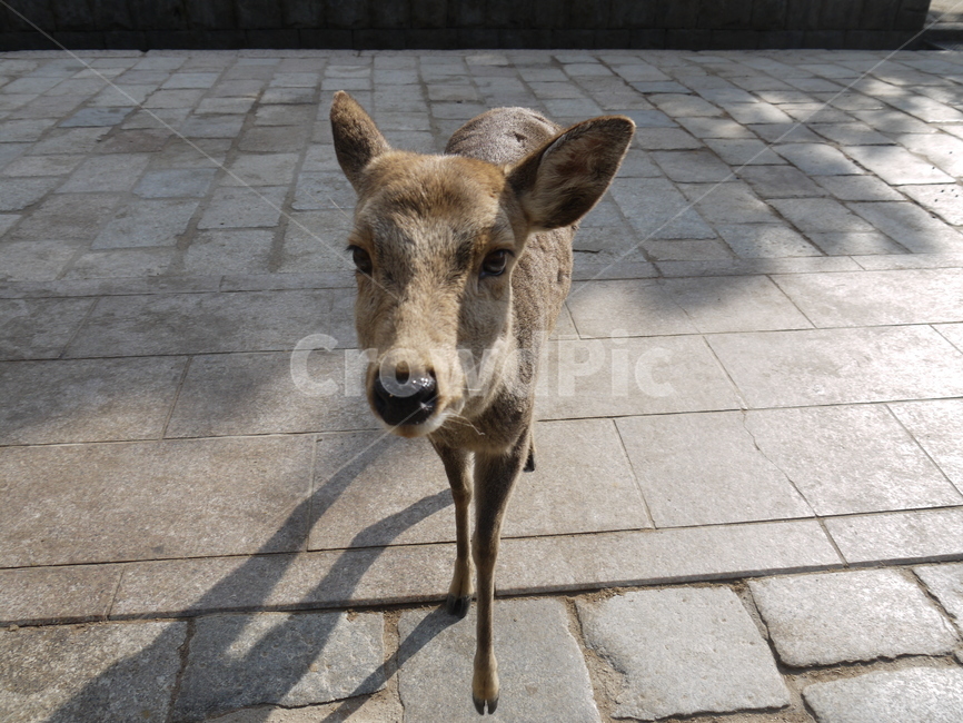 사슴,동물,초식동물,deer,animal,동물,animal,포유류,mammal