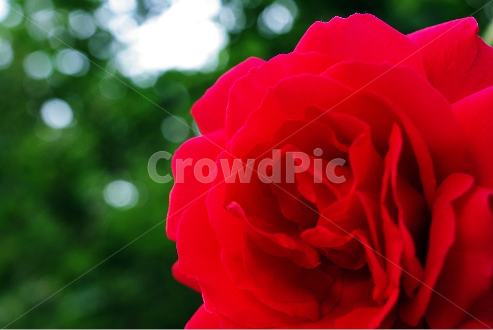 장미,장미축제,여름꽃,빨간장미,마크로,클로즈업,식물,자연,plants,nature,꽃,flower