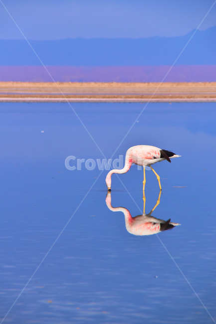 animal,동물,bird,새,호수,lake,홍학,flamingo,칠레