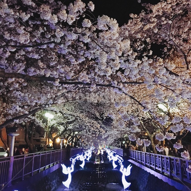 봄,자연,벚꽃,벚꽃나무,로망스,봄,계절,spring,season,야경,밤,풍경,nightscape,night,landscape,plant,식물,flower,꽃,blossom