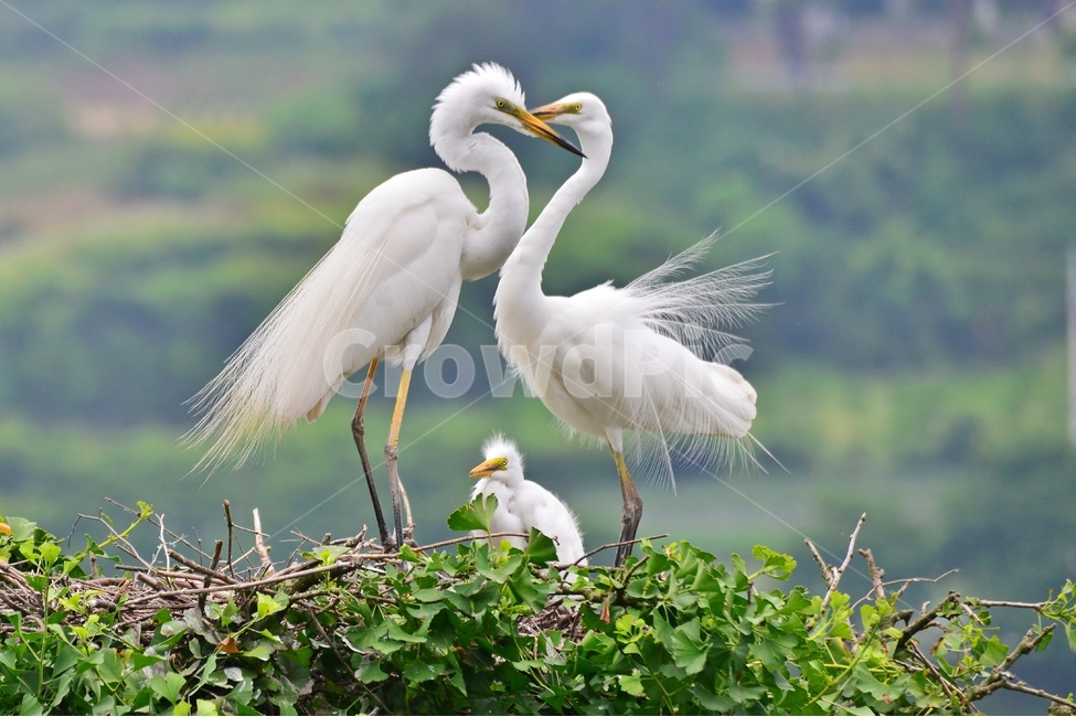 전북,임실,백로,백로부부,백로부부사랑,백로육추,bird,waterfowl,물새,stork,황새,동물,animal,조류,새,birds