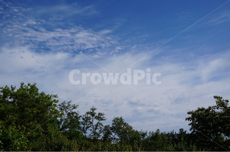 나무,파랑하늘,봄,맑음,풍경,자연,자연,풍경,nature,landscape,outdoors,옥외