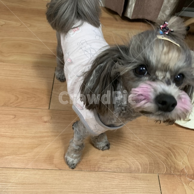 강아지,볼터치,귀요미,댕댕이,머리묶기,동물,animal,포유류,mammal,개,강아지,dog,doggy
