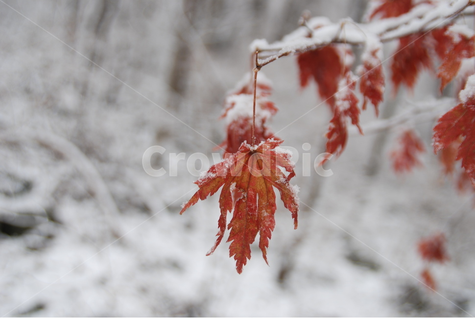 눈,꽃,겨울단풍,눈꽃,자연,겨울,계절,winter,season