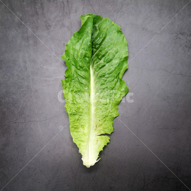 채소,야채,상추,로메인,샐러드,녹색,건강,채식주의자,채식,vegetable,lettuce,건강,헬스웨어,헬스케어,healthware,health care,채소,야채,vegetables