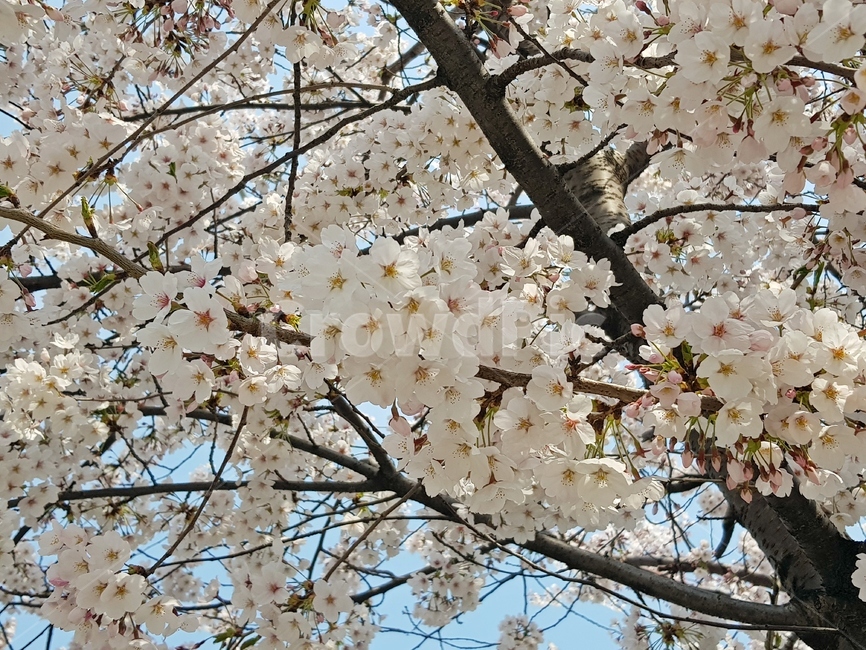 벚꽃,봄,봄꽃,cherryblossom,꽃,flower,식물