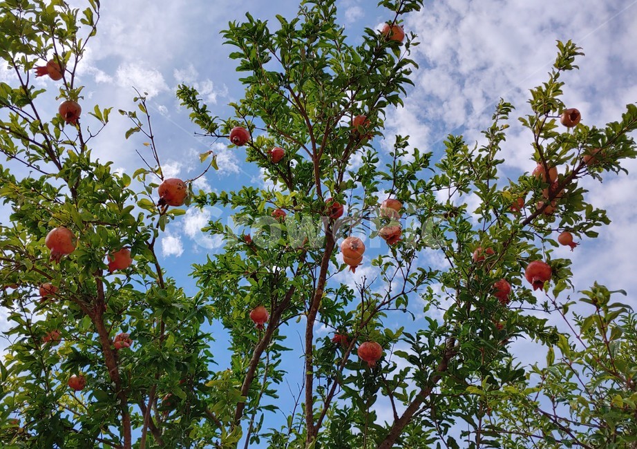 plant,식물,produce,food,fruit,과일,석류,가을,식물,자연,plants,nature,나무,trees,wood