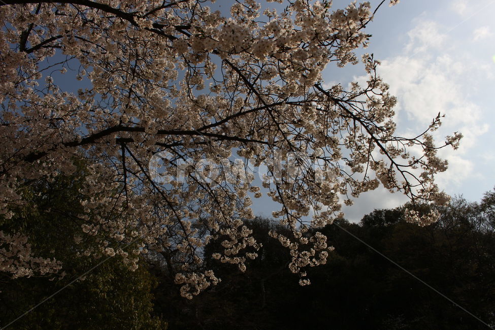 꽃,하늘,벚꽃,cherryblossom,flower