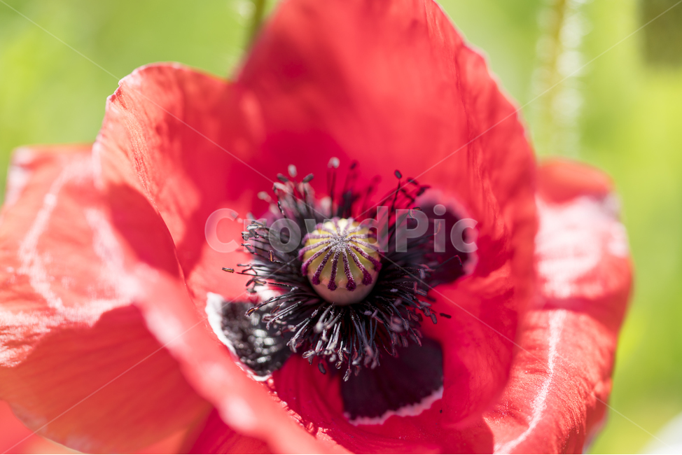 양귀비,양귀비꽃,6월,매크로,opiumpoppy,빨강,식물,자연,plants,nature,꽃,flower