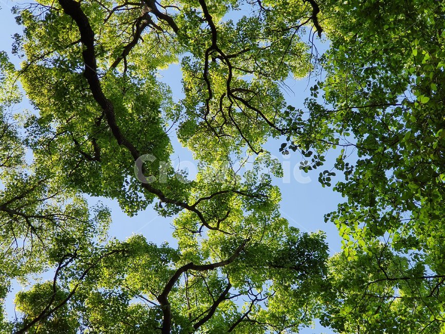 나무,잎,하늘,자연,초록,식물,나무줄기,초목,나무,trees,wood
