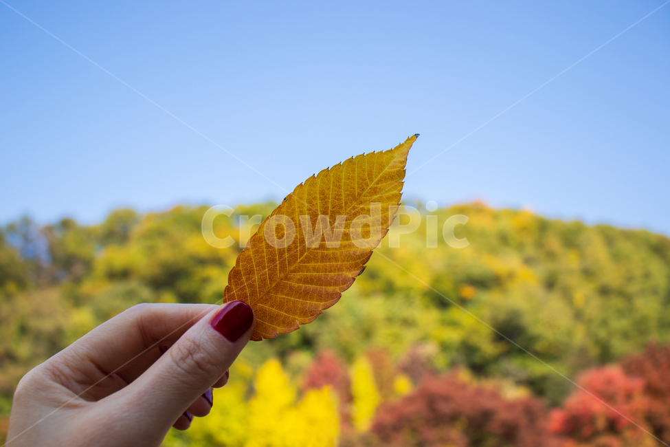 낙엽,단풍,가을,단풍잎,배경,나뭇잎,가을단풍,가을단풍잎,잎,잎사귀,이파리,손,가을배경,바탕,백그라운드,하늘,자연,풍경,가을풍경,식물,컬러풀,칼라풀,계절,컬러,칼라,색상,색감,색깔,야외,컨셉,콘셉트,푸른하늘,파란하늘,손가락,손톱,패턴,질감,텍스쳐,텍스처,미,아름다운,아름다움,파란,파랑,파란색,블루,푸른,노란,노랑,노란색,옐로,옐로우,leaf,hand,autumn,sky,background,nature,fall,plant,holding,hold,concept,backdrop,fallenleaves,fallleaves,blue,bluesky,foliage,leaves,yellow,finger,fingers,mountain,tree,trees,landscape,nail,natural,outdoor,outdoors,color,colorful,pattern,texture,beautiful,beauty,season,bright,가을,계절,fall,autumn,season