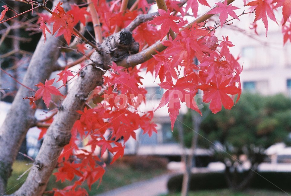 단풍,단풍나무,가을,감성,도시,가을,계절,fall,autumn,season,식물,자연,plants,nature,나무,trees,wood,감성,sensible,feeling,leaf,잎,plant,tree,maple