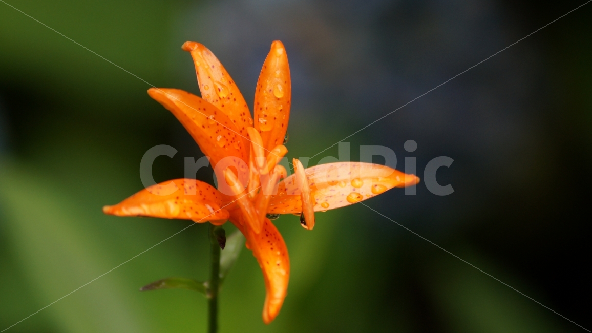 하늘말나리,야생화,꽃,꽃사진,하늘말나리꽃,식물,자연,plants,nature,꽃,flower