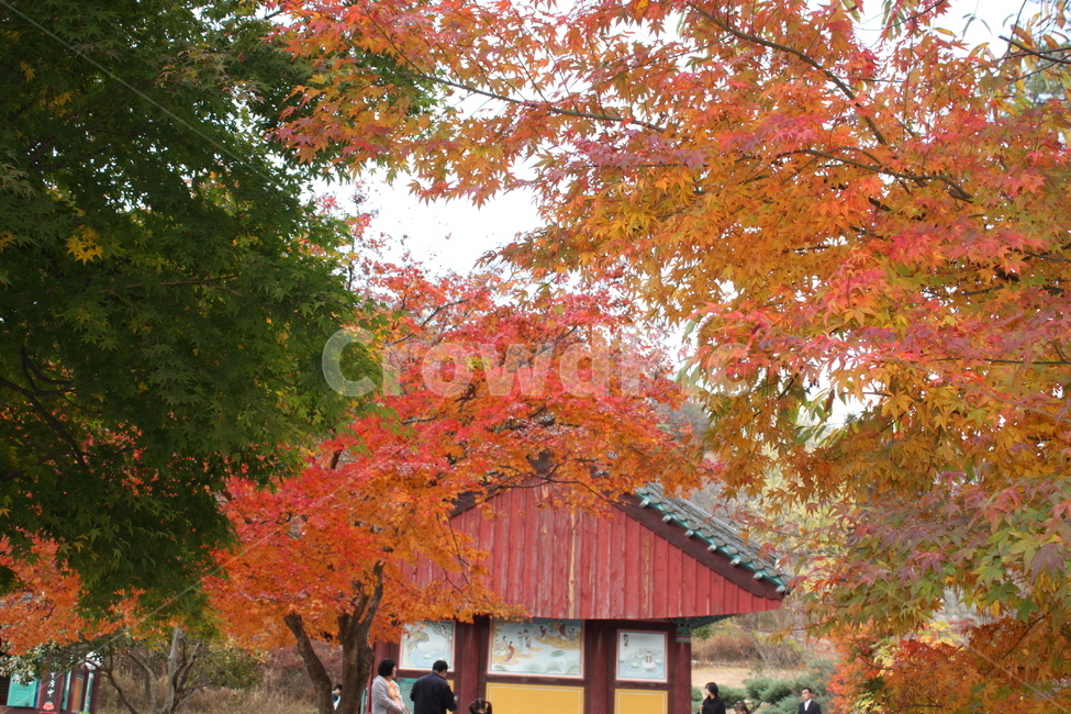 사찰,단풍,가을,붉은단풍,풍경