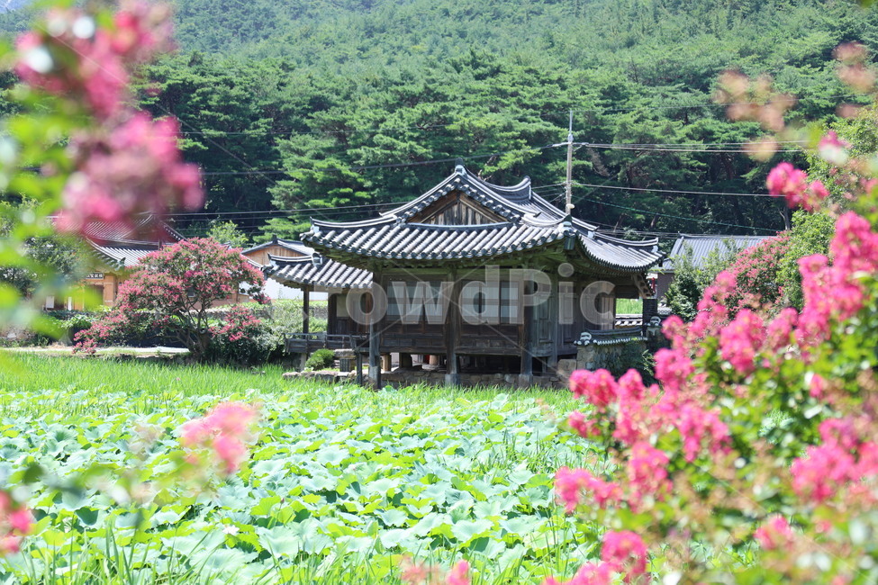 경주,서출지,배롱나무,꽃,여름