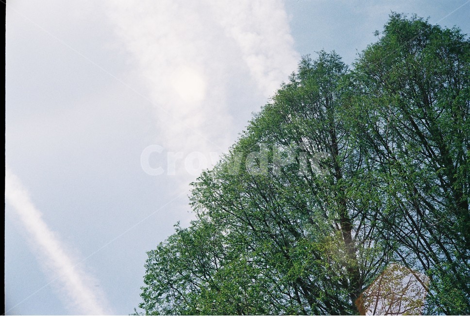 공원,풍경,자연,나무,꽃,하늘,풀,구름,배경,감성,꽃밭,필름,식물,자연,plants,nature,나무,trees,wood,감성,sensible,feeling