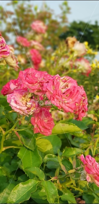blossom,geranium,제라늄,plant,식물,flower,꽃,rose,장미