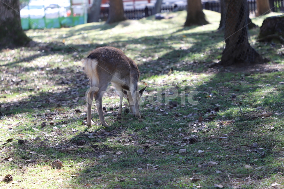 사슴,동물,deer,animal,動物,동물,animal,포유류,mammal