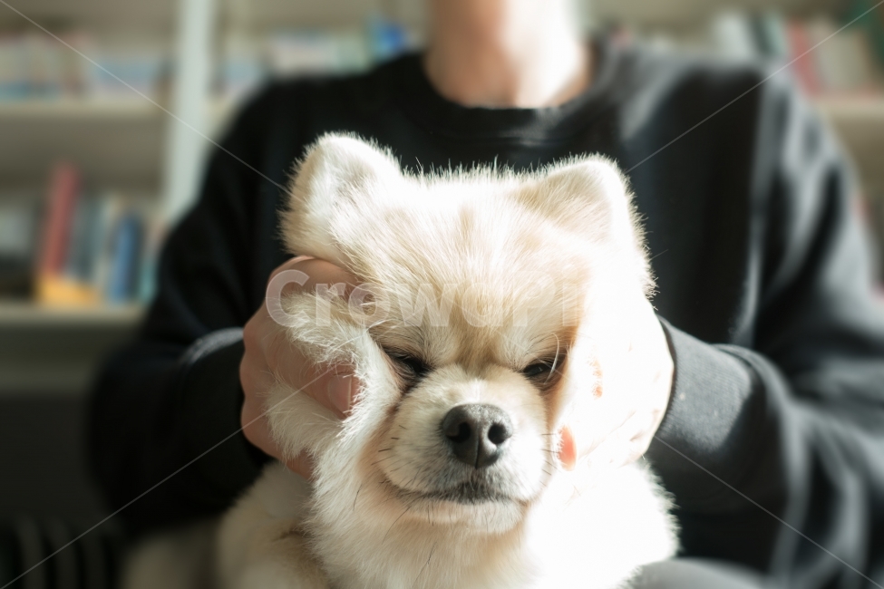 강아지,개,반려견,애완동물,동물,반려동물,애완견,포메,포메라니안,소형견,베이지,아이보리,귀여운,작은,dog,puppy,pomeranian,beige,ivory,얼굴,찡그림,정면,동물,animal,포유류,mammal,개,강아지,dog,doggy